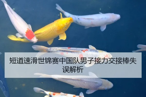 短道速滑世锦赛中国队男子接力交接棒失误解析